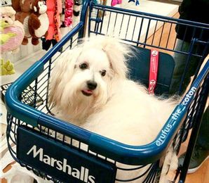 34 Stores That Don't Ask You To Leave Your Dog Outside While You Shop
