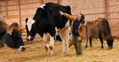 Knickers the Steer Really Is Big. But Most Us Don’t Know a Cow’s Normal Size.