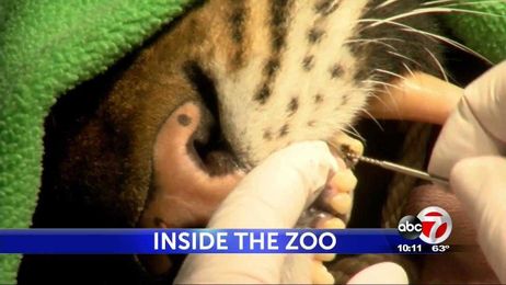 Special Report: How El Paso zookeepers perform root canals on tiger