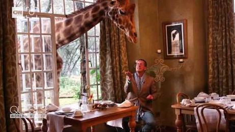 Giraffe Manor: wonderful, weird or both