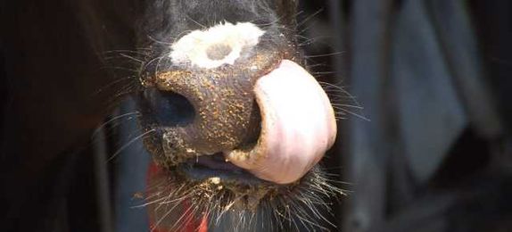 Monster Steers and Bulging Buff Bovines are on the Rise