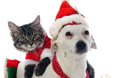 Pet Safety Tips as You Deck the Halls
