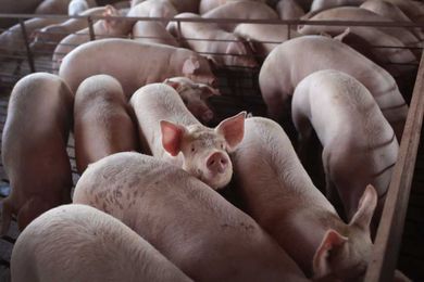 World's largest pork producer to harness methane gas to fight climate change
