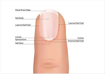 Types of Nail Disease