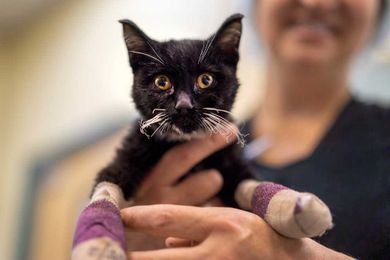 ‘Fish mittens’ help burned cats and dogs heal