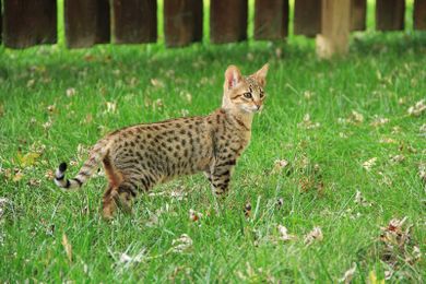 What are Savannah Cats?