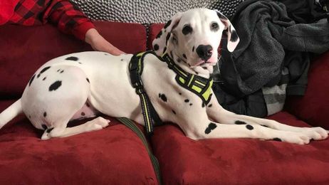 Deadly dog virus hits animal hospitals, shelters across Las Vegas valley