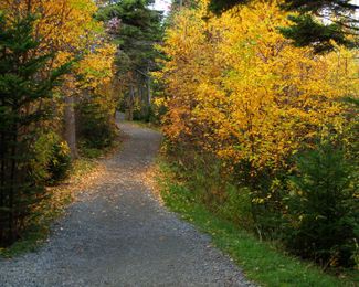 Partner with Your Manager—An Overlooked Resource in Your Career Development.