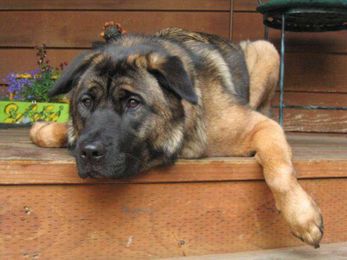 Describing Dogs Of Diverse Heritage
