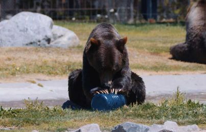 This is How Bears Decide If Gear Deserves the 'Bear Resistant' Tag