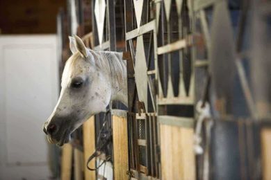 What to Do if a Horse Tests Positive for Salmonella