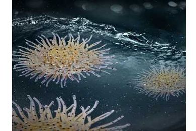 A Water Treatment Breakthrough, Inspired By A Sea Creature