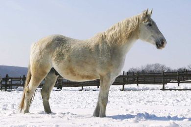 Caring for Old Horses