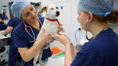 8 Things Your Veterinarian Wishes You Knew