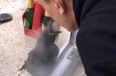 This Crow Likes to Smoke Weed