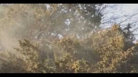 Cedar Fever is here for the holidays. Here's how to avoid it