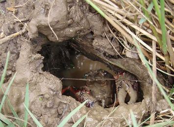 Crayfish research turns up exciting finds