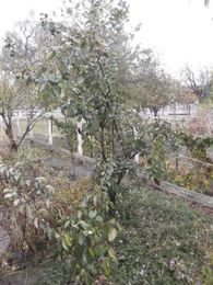 Every Blooming Thing: 'Q' is for quince