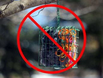 Helping wildlife while avoiding common pitfalls