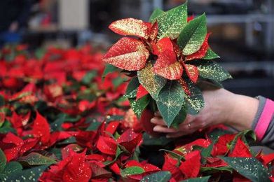 Sow There! Making room for throwaway poinsettias and glitter