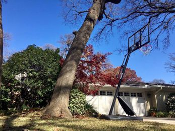 Ask an Arborist: Why Should a Leaning Tree Concern You?