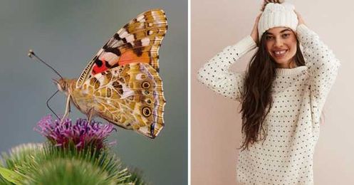 Pick Out Clothes From Aerie And We'll Reveal Which Type Of Butterfly You Are