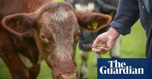 Legal plastic content in animal feed could harm human health, experts warn