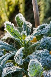 10 Cold Hardy Vegetables That Can Handle A Snowstorm