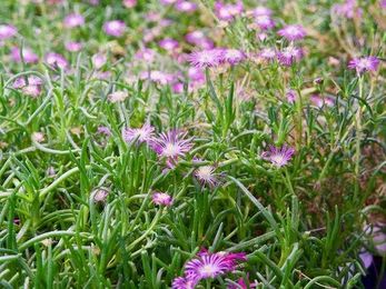 Beyond Garnish: How Science Helps An Indoor Farm Amp Up Flower Flavor