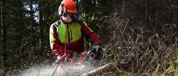 What is Involved with Tree Removal and Tree Stump Removal?