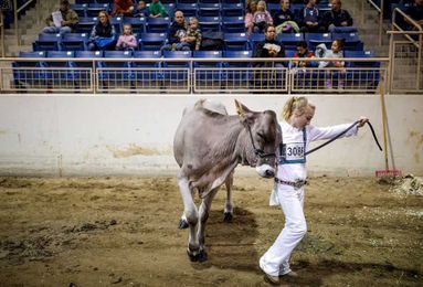 Farm Show parking guide: tips to avoid the $15 fee (or at least part of it)