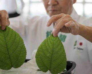 How Japanese Immigrants in the Amazon Created a New Cuisine