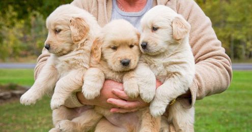 We Found Your Next Vacation Spot: A Santa Fe Spa with Puppy Cuddling Services