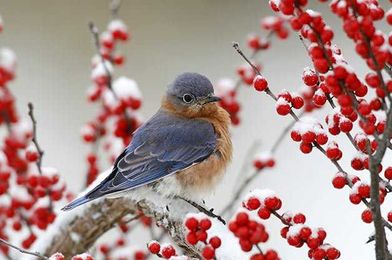 Alternatives to Invasive Shrubs