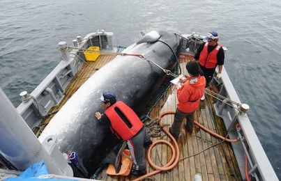 Should Japan be forced to stop whaling?