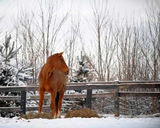 5 Practical Research-Based Horse Feeding Considerations