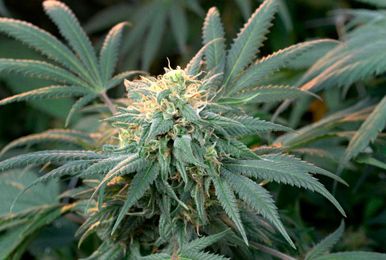 The chemistry of getting high