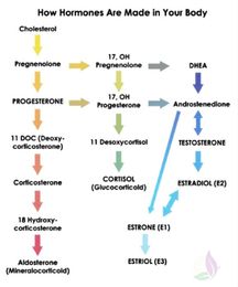 DHEA the Antiaging Hormone