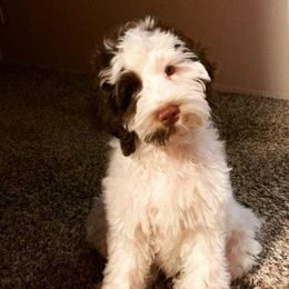 Walter (not mine) has a meltdown