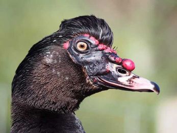 Is This Duck Kosher? It's Complicated