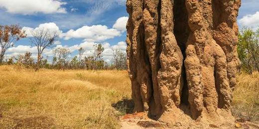 What termites can teach architects