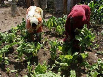 Savings but no title deed? Loans help Kenyan women turn idle land into gold