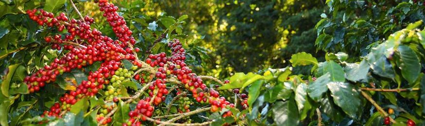 Kenyan Coffee Farmer Shows Sustainability and Prosperity Go Hand-In-Hand