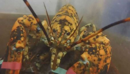 ‘Eve,’ rare calico lobster, wows customers at seafood shop