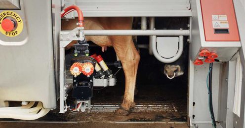 Robotic Milkers and an Automated Greenhouse: Inside a High-Tech Small Farm