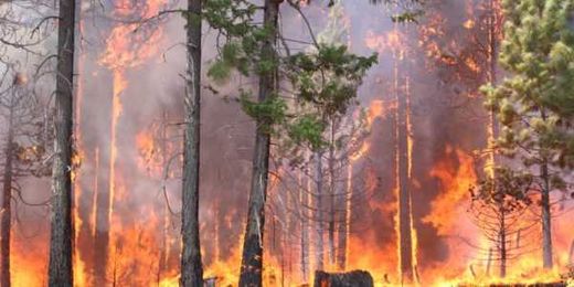 Five Burning Questions About Tree Planting and Wildfire