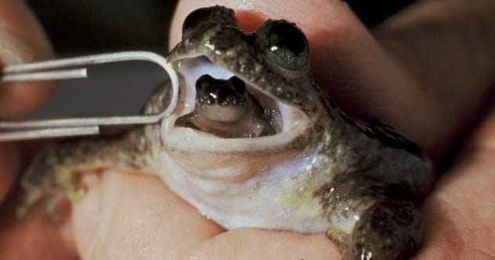 10 Weirdest Life Cycles In Nature