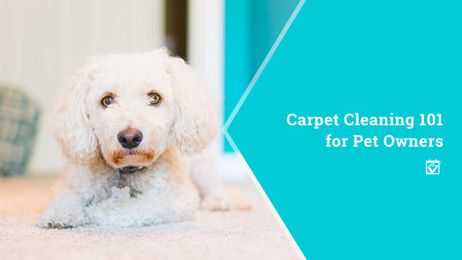 Carpet Cleaning 101 for Pet Owners