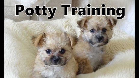 How To Potty Train A Yo Chon Puppy