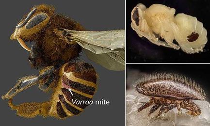 Scientist find mite is eating honey bee's ORGANS
